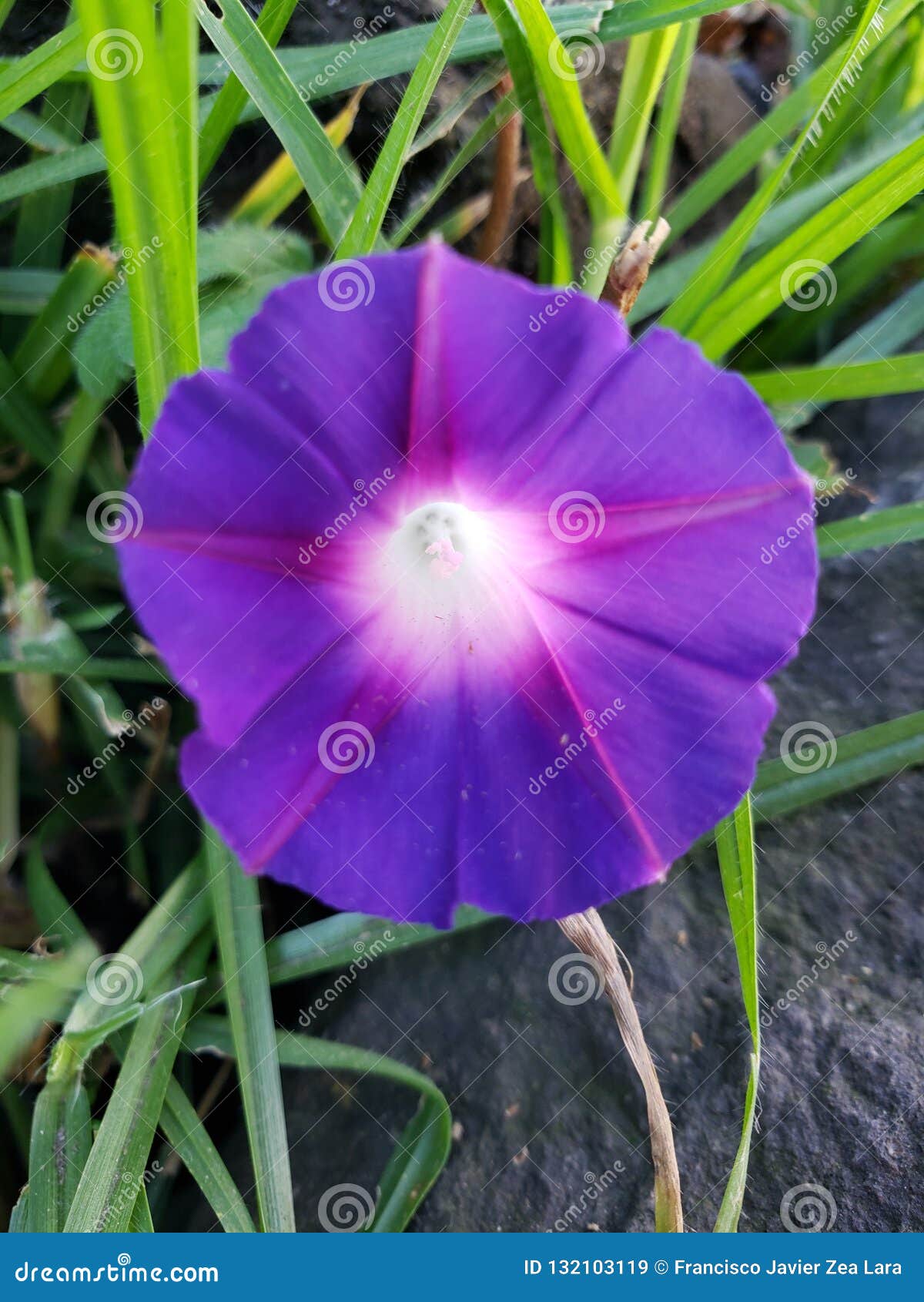 Dipladenia roxa cuidados