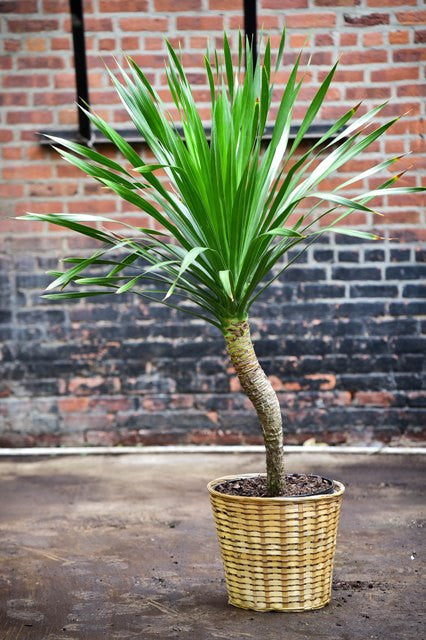 dracena arborea