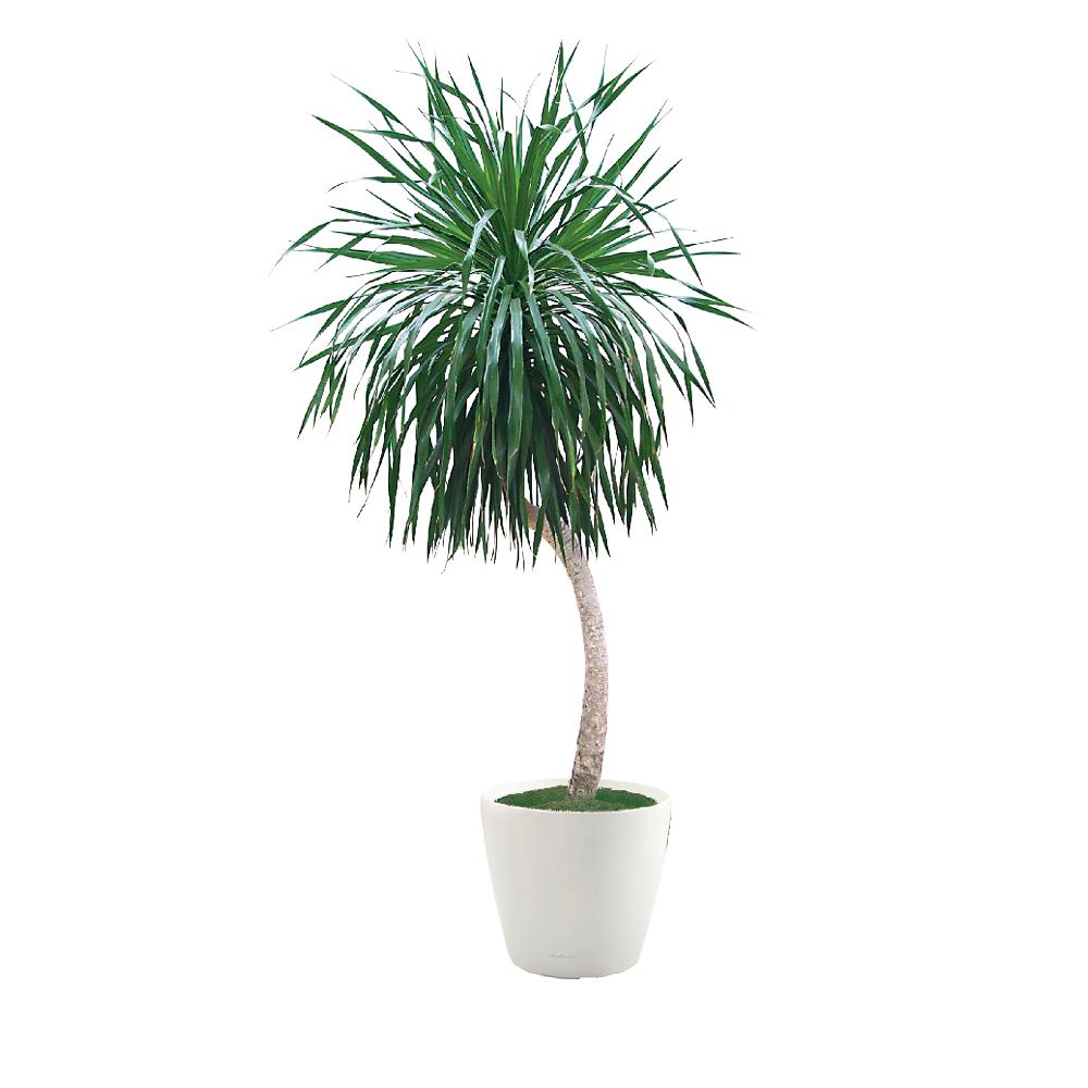 melhores dracenas para decoração de interiores