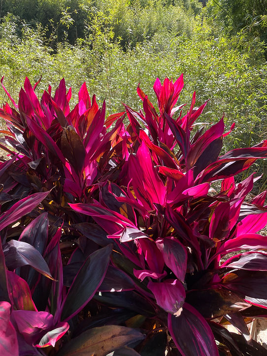 diferença dracena cordyline