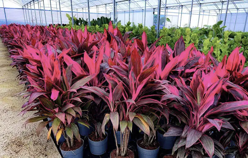 cuidados cordyline