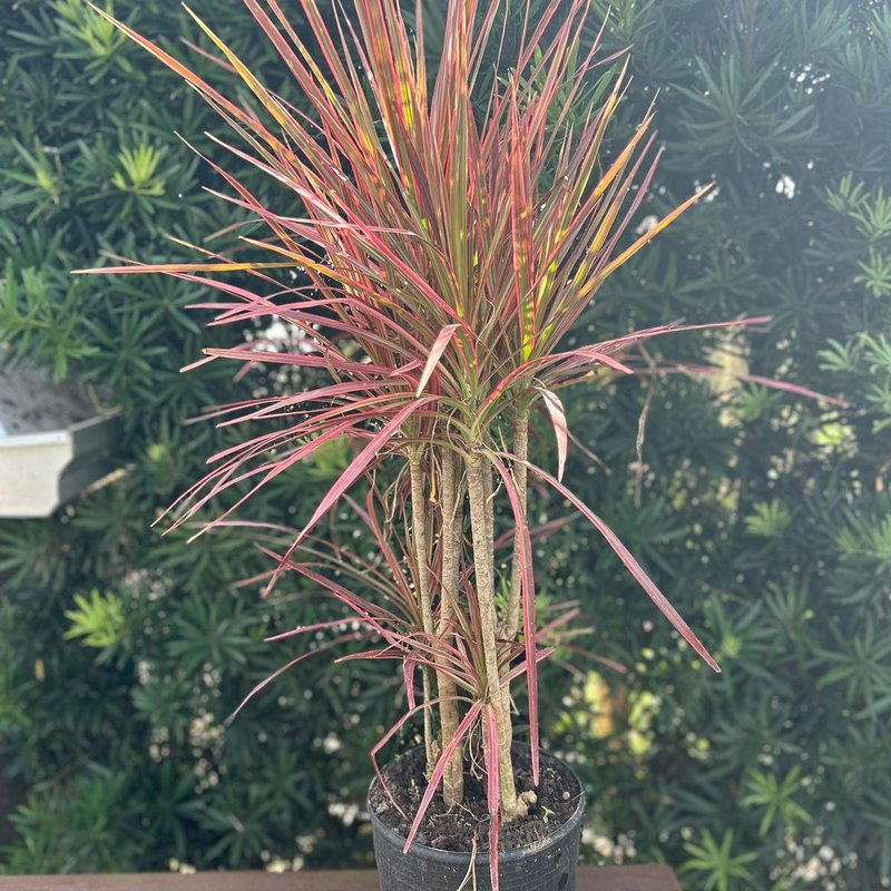 dracena tricolor ideias de decoração