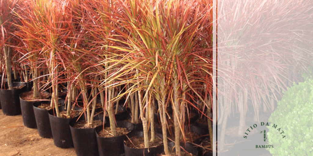 erros comuns ao cuidar de dracena tricolor