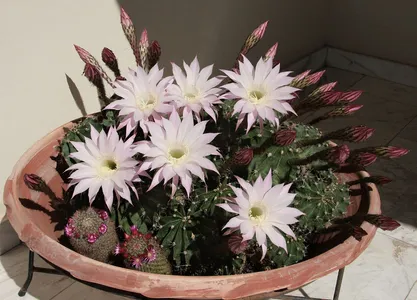 echinopsis tubiflora