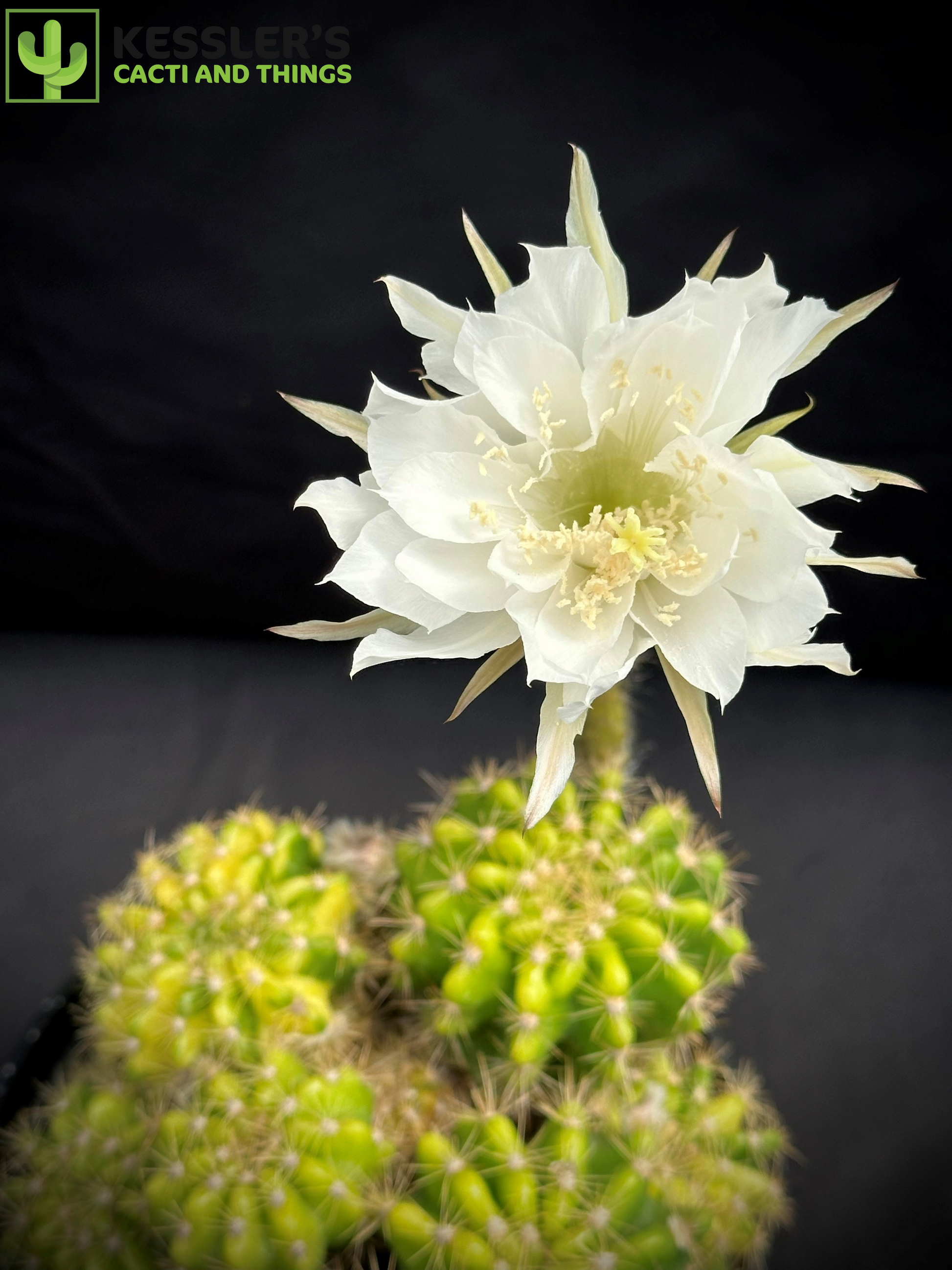 melhores dicas de cultivo echinopsis tubiflora