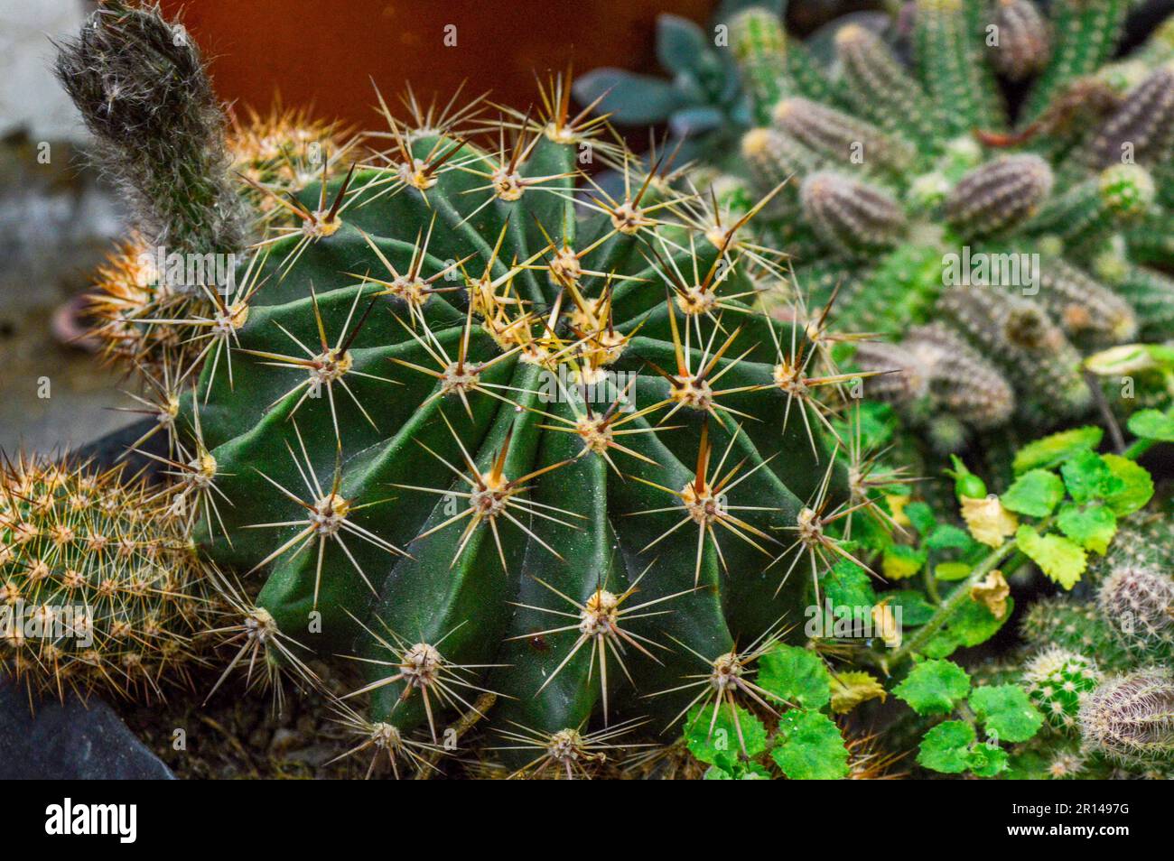 erros comuns ao cuidar de cacto funil