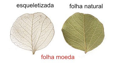 passo a passo esqueletização folhas