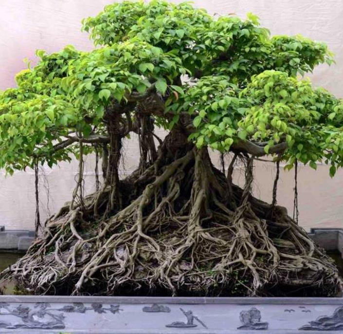 Ficus Audrey planta