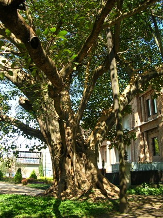 Árvore banyan características