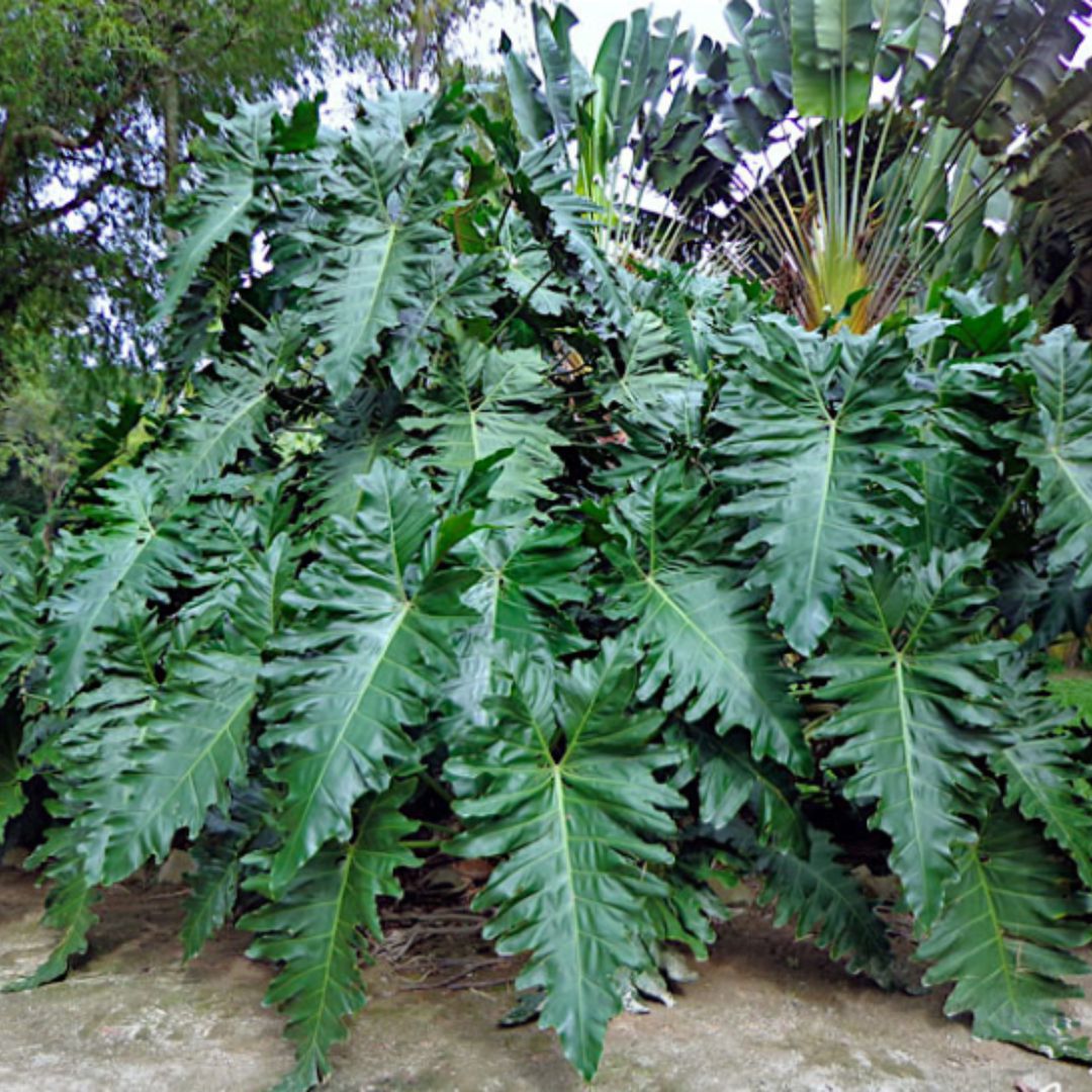 Filodendro Ondulado cuidados