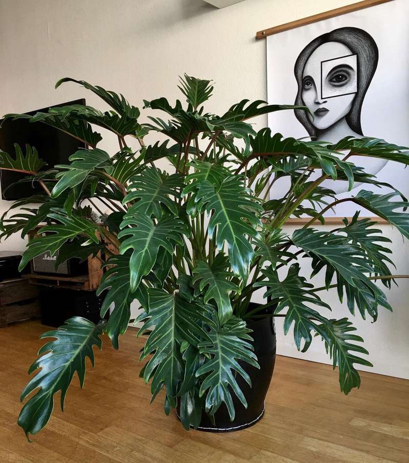 Filodendros trepadores