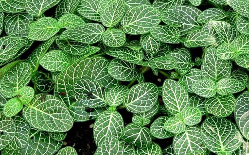 melhores fitonias para iniciantes