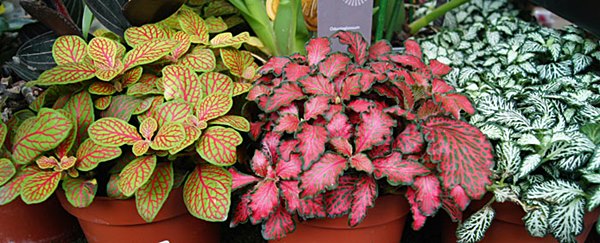 erros comuns ao cuidar de fitonia