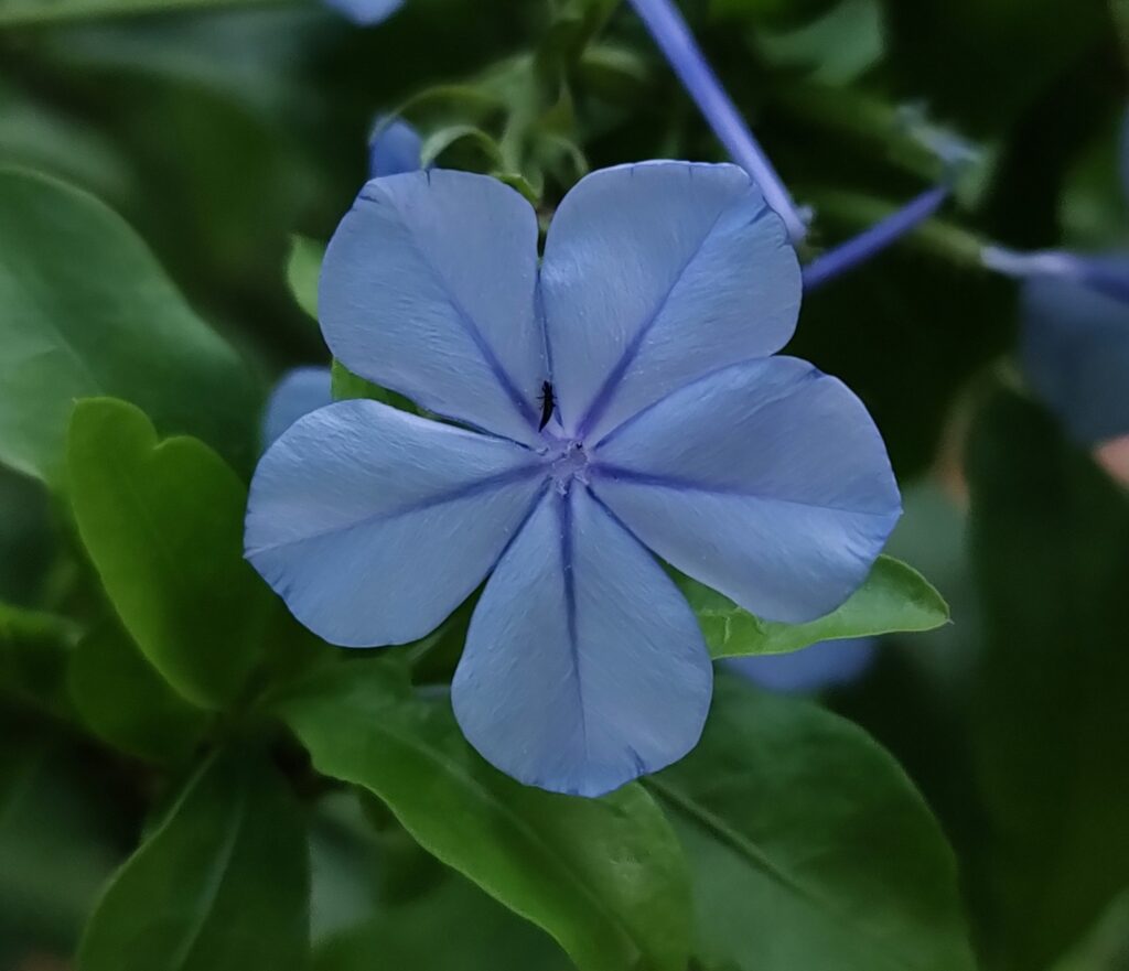 Bela-emília azul