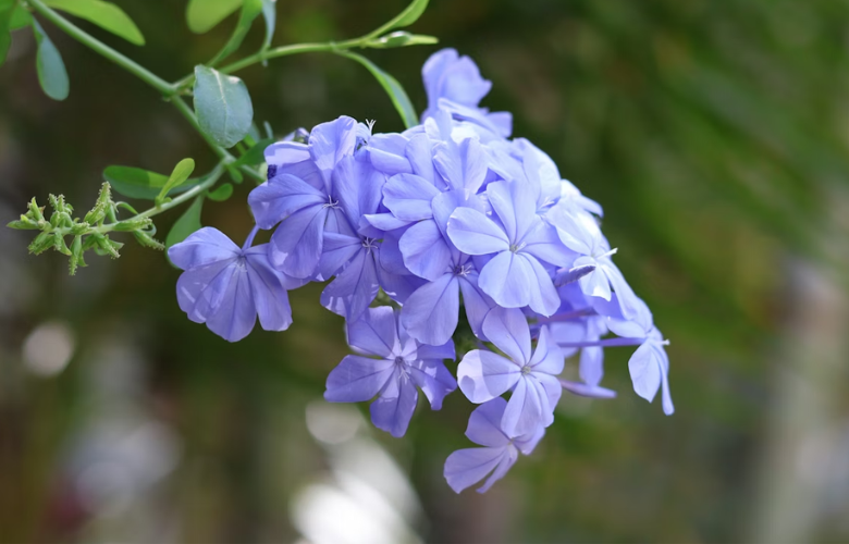 Plumbago auriculata cultivo
