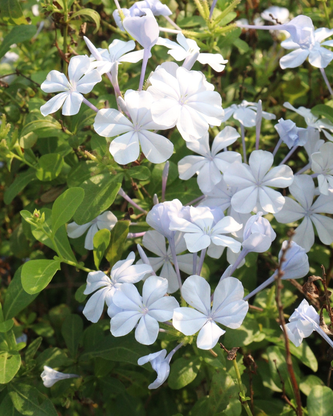 Plumbago auriculata cultivo
