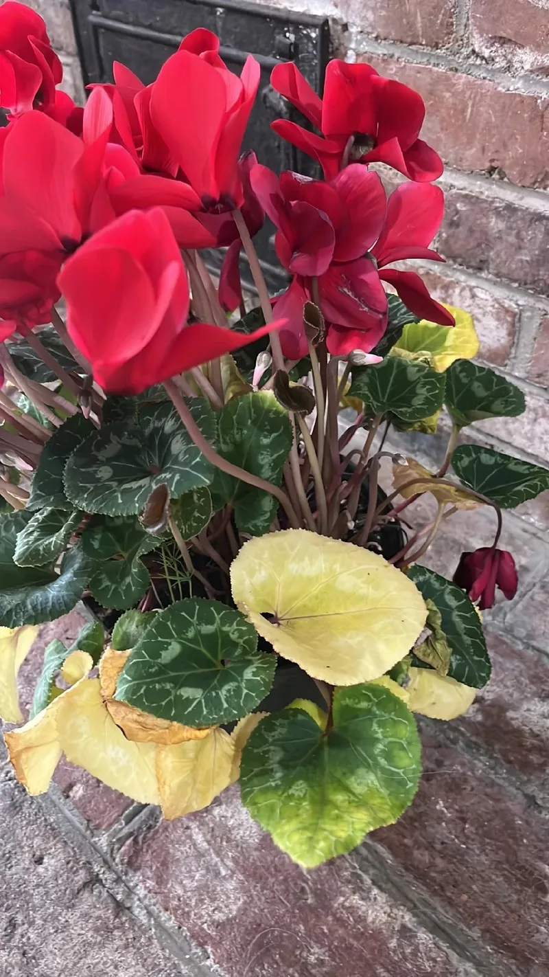 flor ciclame significado