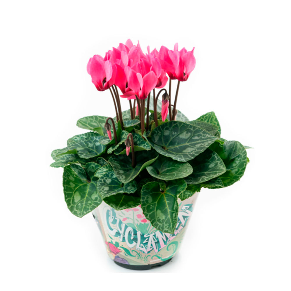 cultivo de ciclame