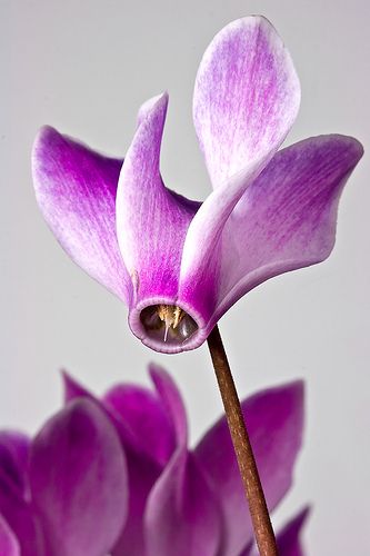 cultivo de ciclame