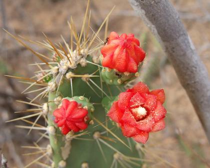 benefícios das flores com espinhos