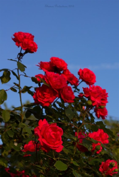 tipos de espinhos em plantas