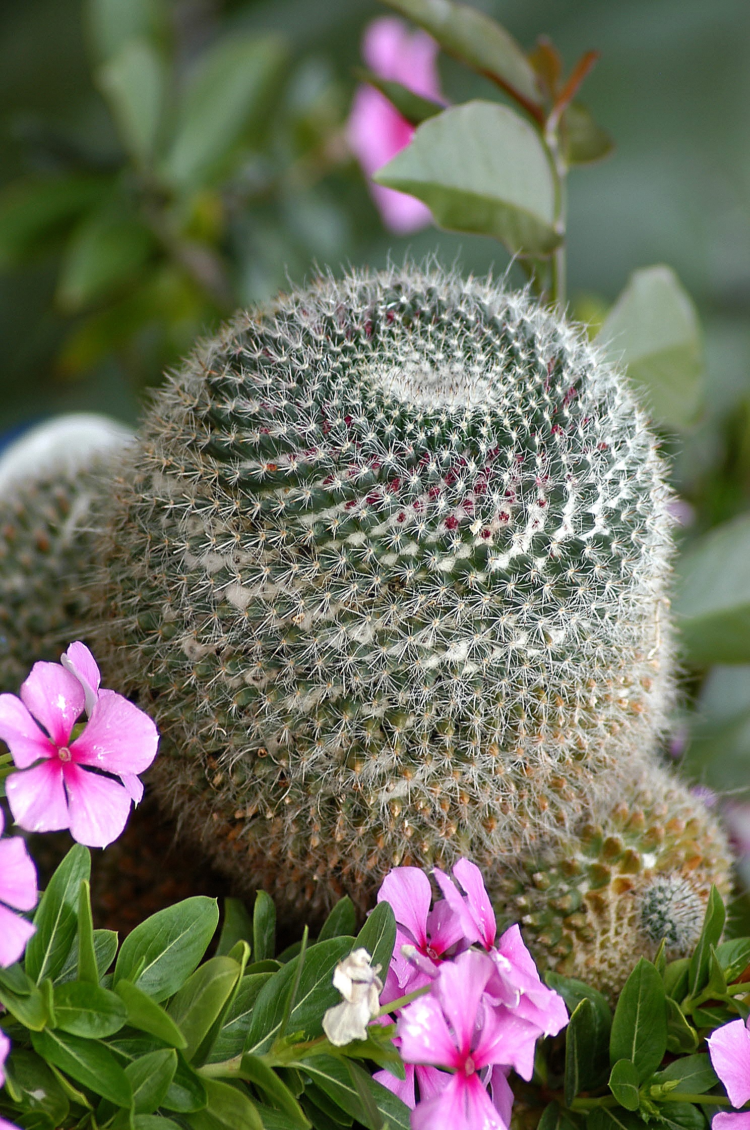 flores com espinhos para decoração externa