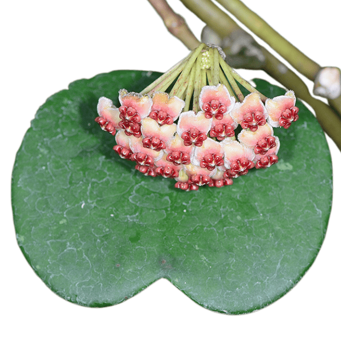 Flores de cera perfumadas