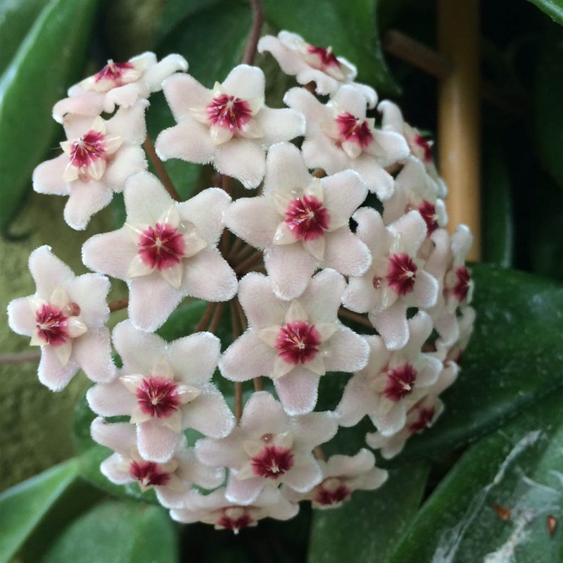 Mudas de flor de cera