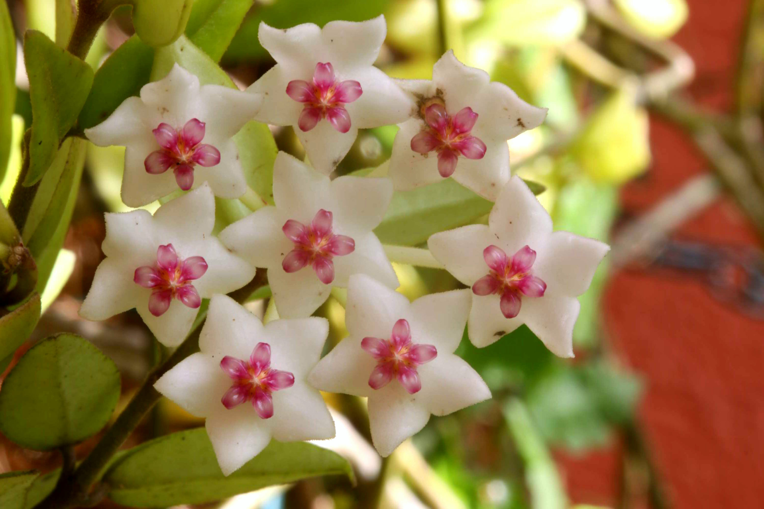 Hoya carnosa