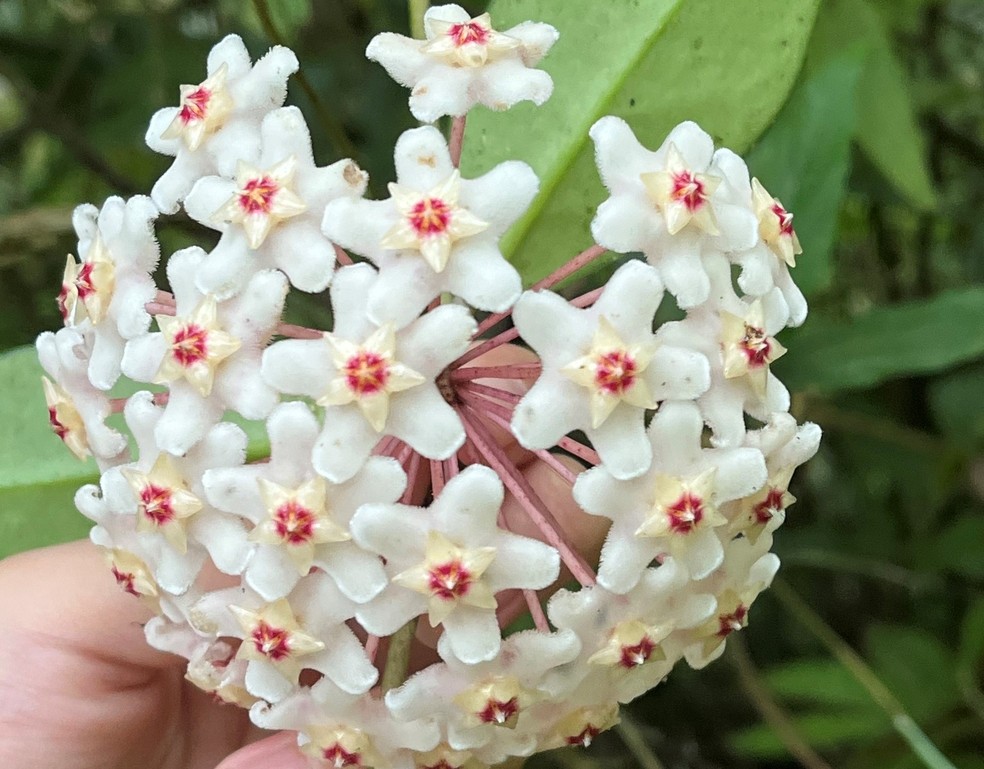 Flor de cera florindo
