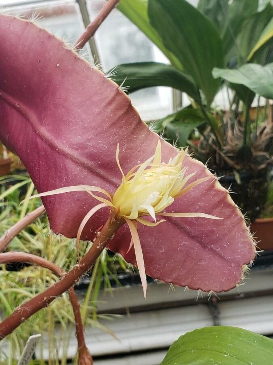 flor da lua