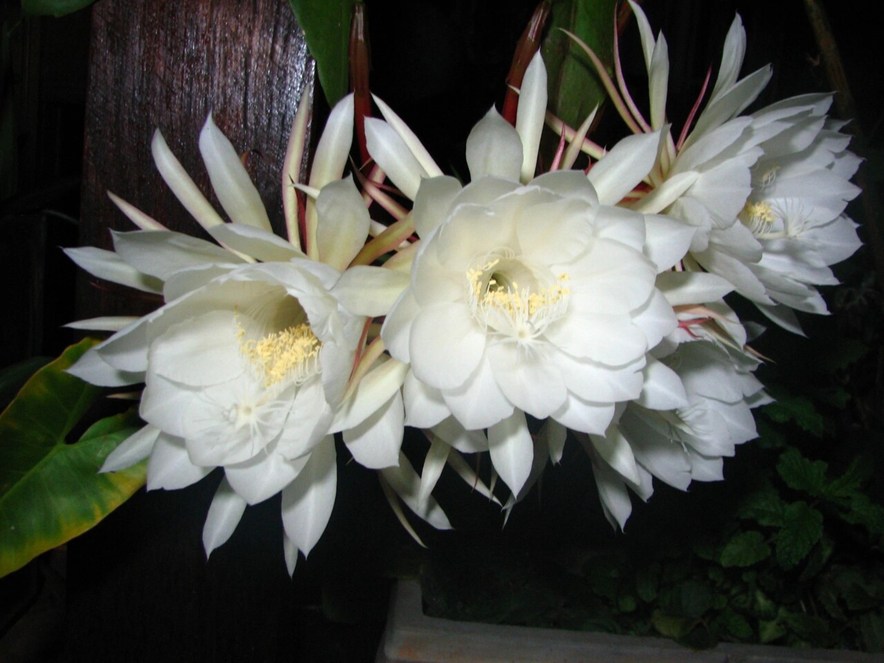 flor da lua
