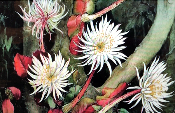 flor da lua