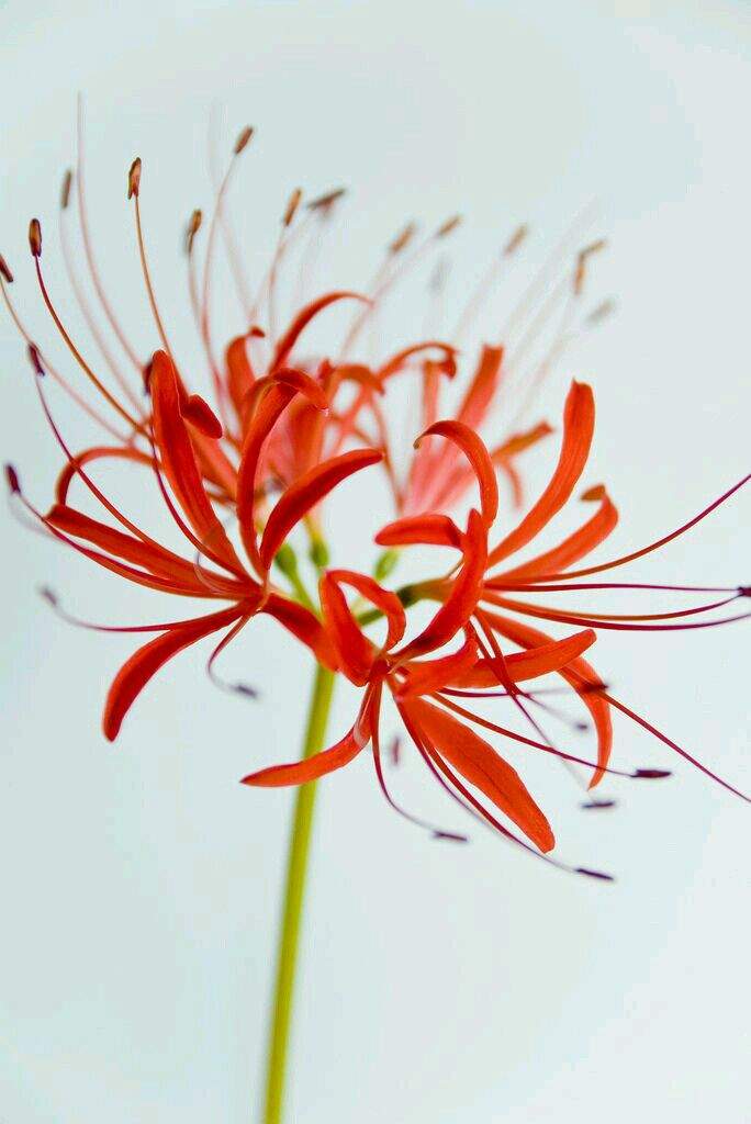 Flor de despedida Japão