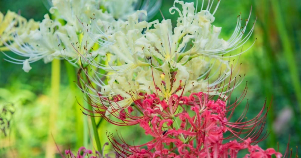 Lenda da flor da morte Japão