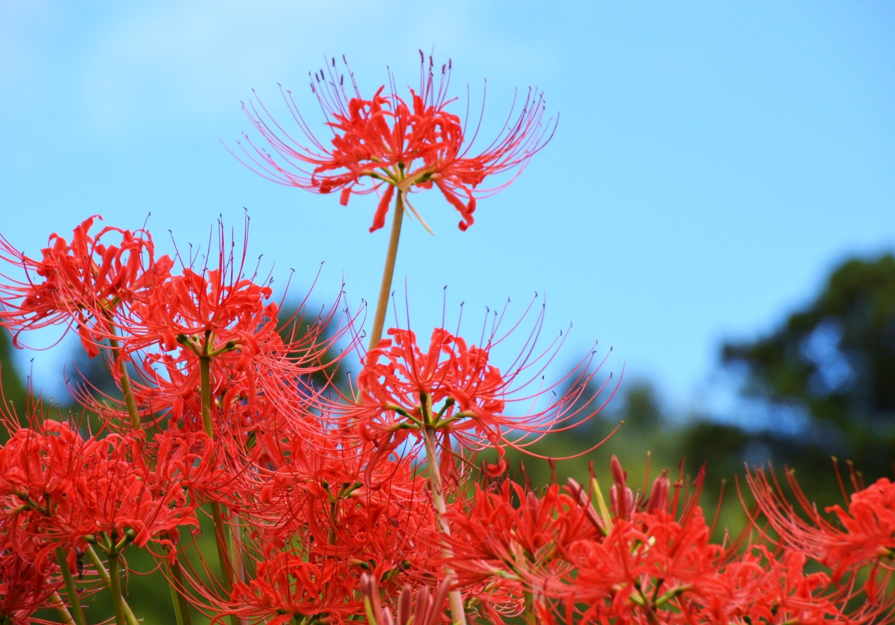 Lycoris radiata Japão