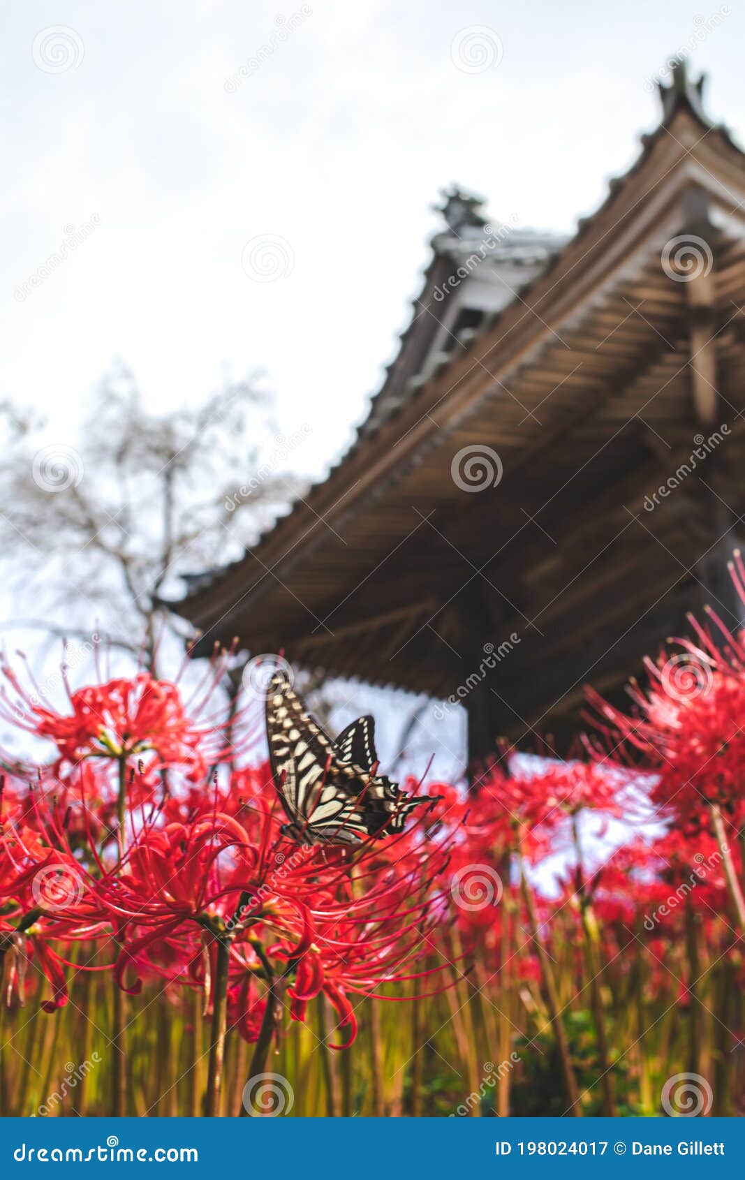 Flor vermelha Japão cemitério