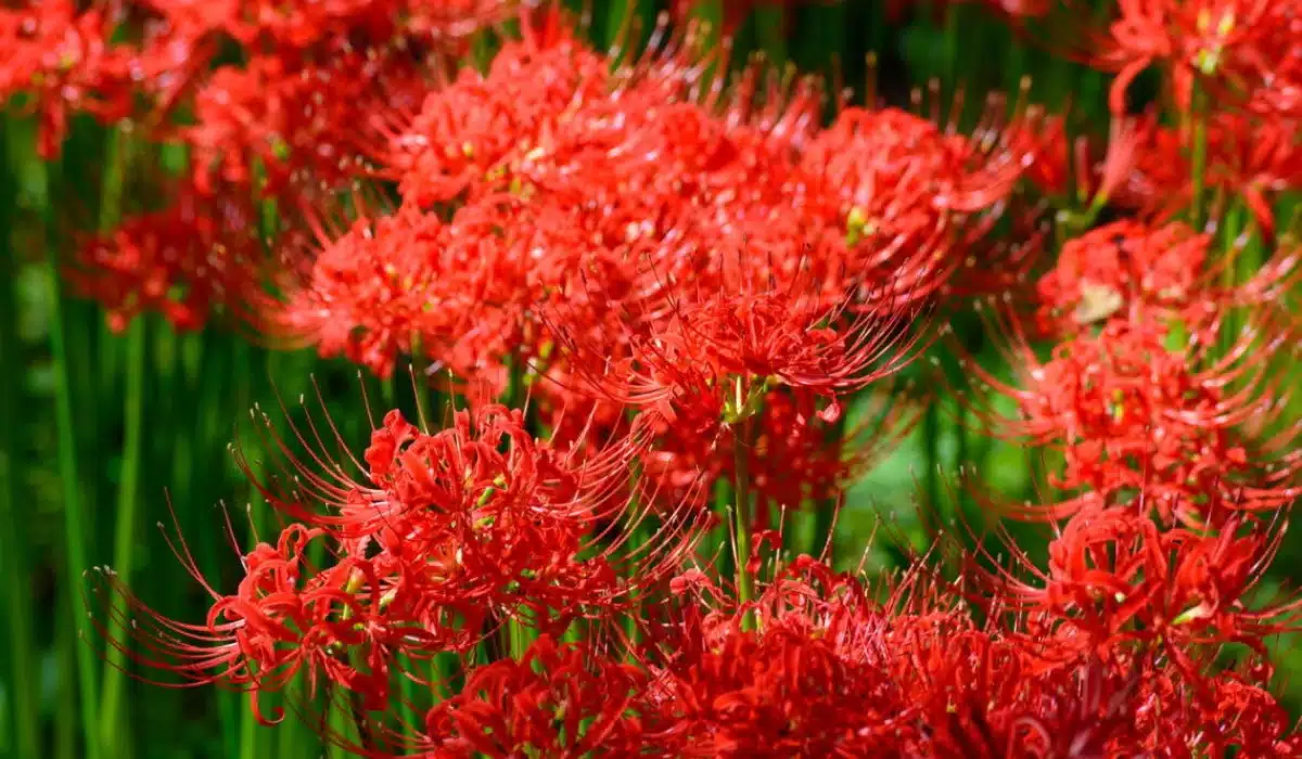 Flor do equinócio Japão