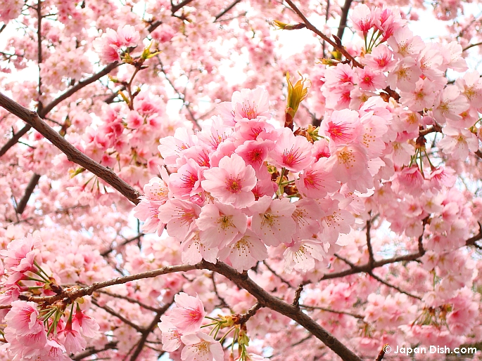 Flor venenosa Japão