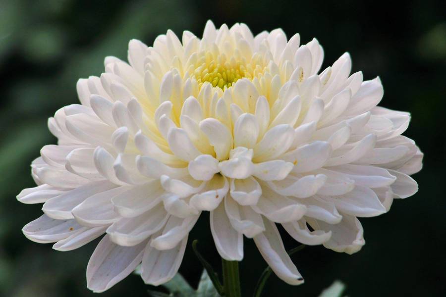 Simbolismo flor Higanbana