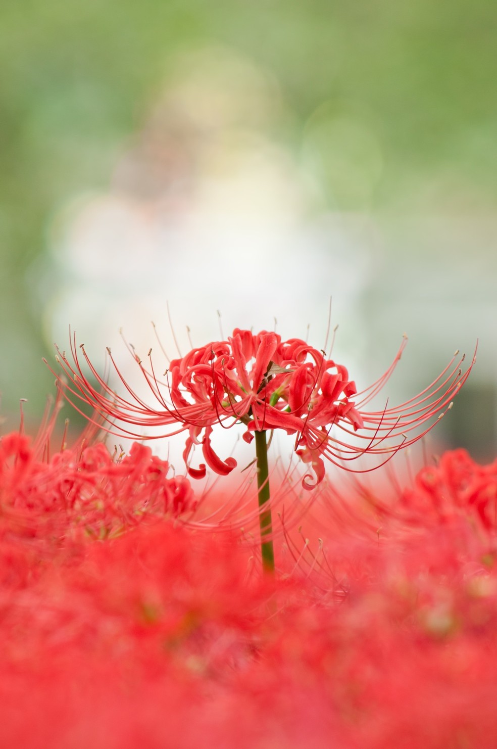 Flor vermelha Japão cemitério