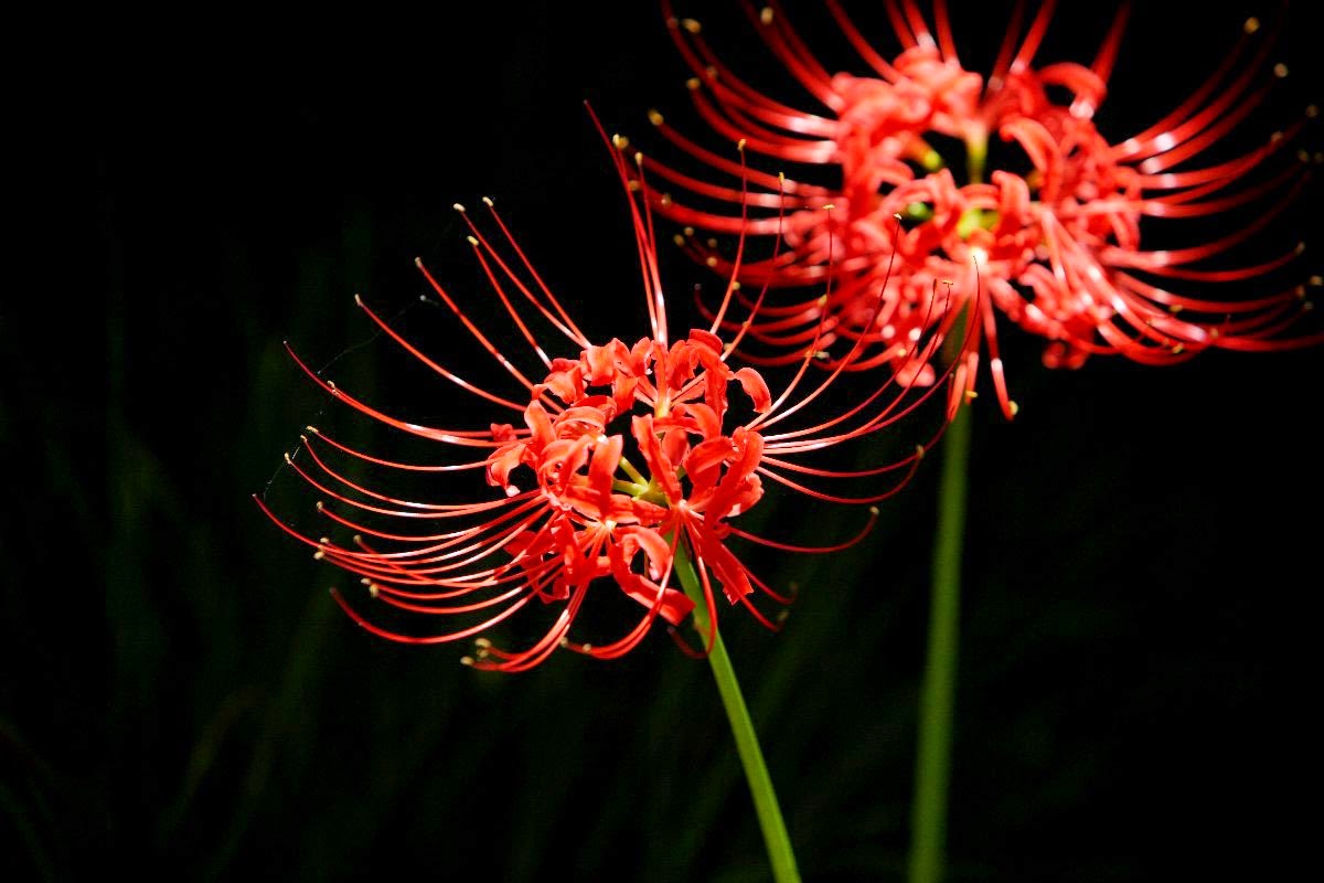 Flor do equinócio Japão