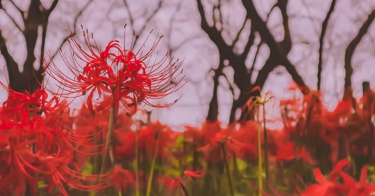 Flor venenosa Japão