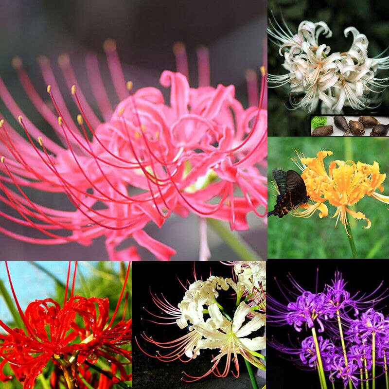 Simbolismo flor Higanbana