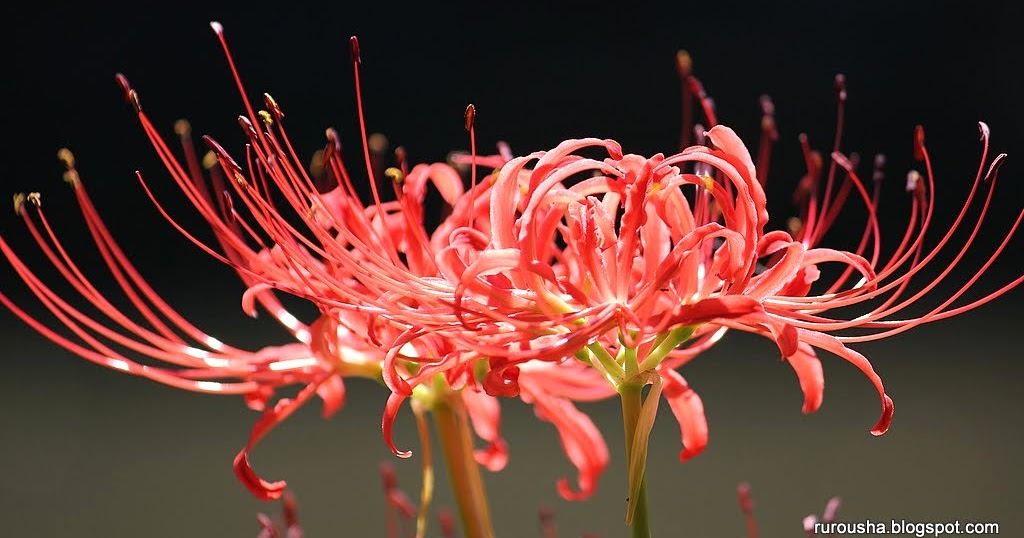 Flor da morte em Tokyo Ghoul
