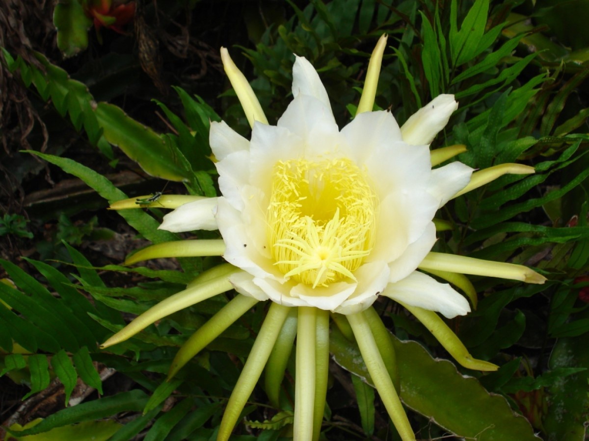 flor de pitaya comestível