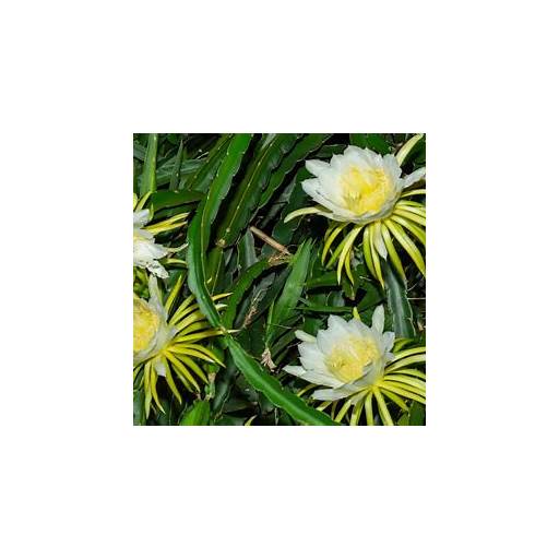 flor de pitaya comestível