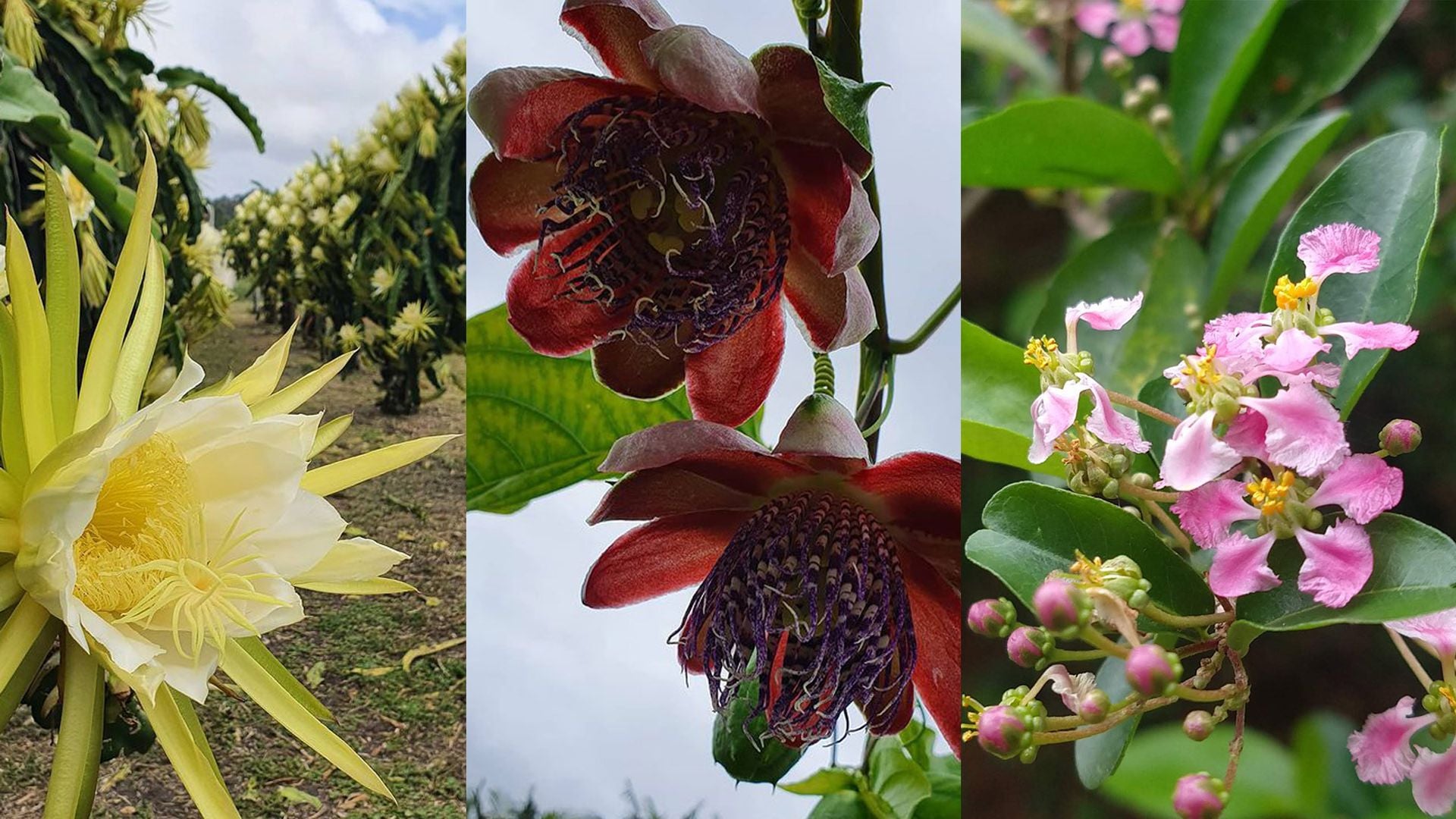 polinização da flor de pitaya