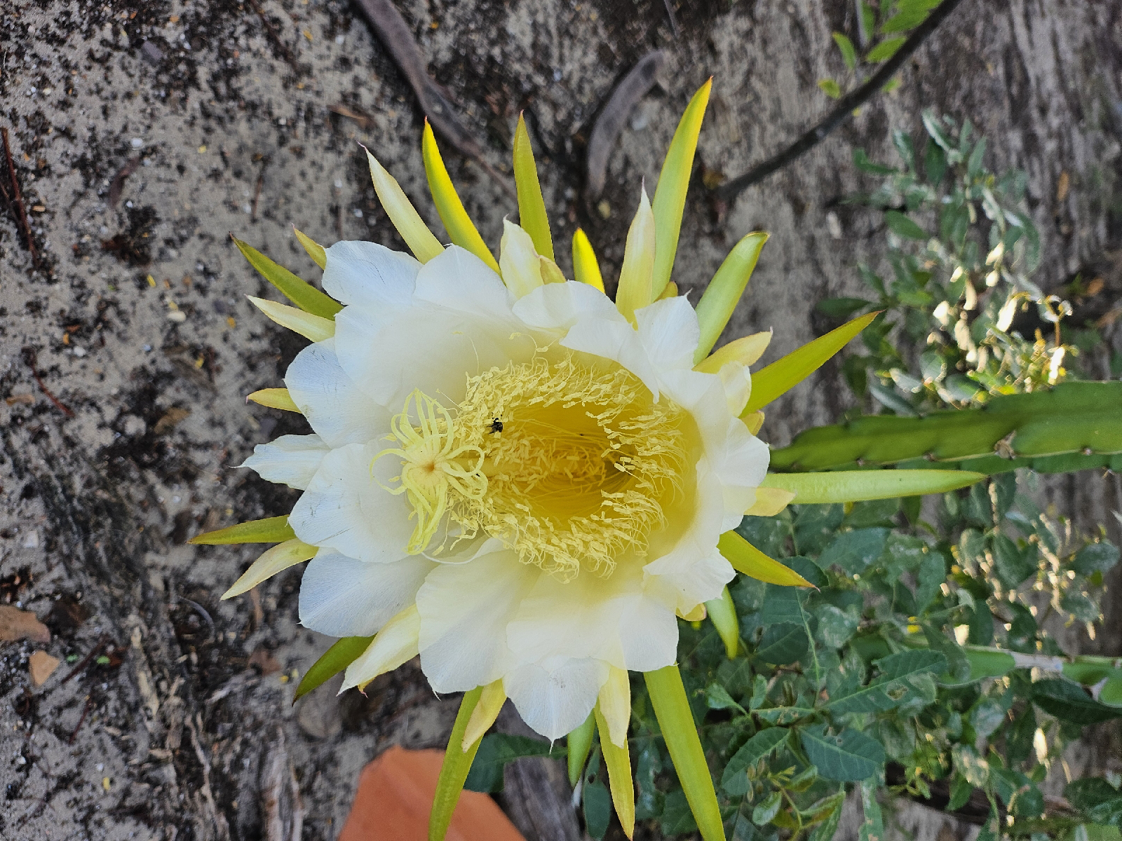 benefícios da flor de pitaya