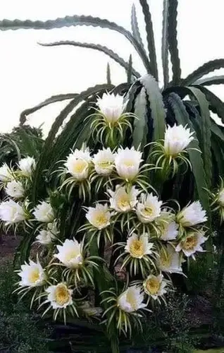 flor da fruta do dragão